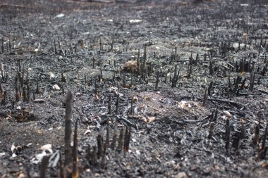 Yangından sonra yanmış toprak ve bitki kalıntılarının detaylı görüntüsü.