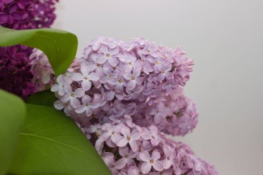 Yakın plan açık mor leylak çiçekleri bir araya toplanmış, taze yeşil yapraklarla aksanlı. Hassas pastel gölgeler ve yumuşak dokular ilkbahar tazeliğini ve doğal güzelliği çağrıştırıyor..