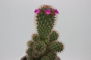 Üzerinde parlak pembe çiçekler açan bir kaktüs, basit ve sade bir arkaplan üzerine kurulmuş. Dikenli yeşil kaktüs ve renkli çiçekler çarpıcı bir doğal karşıtlık yaratır..