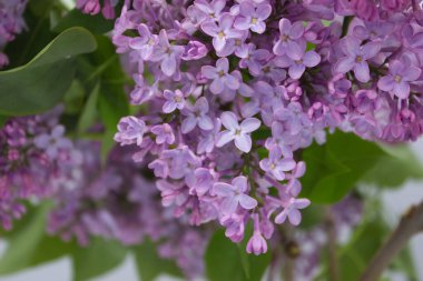 Narin mor yaprakları ve taze yeşil yaprakları olan leylak çiçeklerinin detaylı bir görüntüsü. Bu canlı çiçek dekoru ilkbaharın ve doğal güzelliğin özünü yakalar.