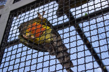 Hayvanat bahçesindeki tel örgülerin arkasında duran renkli bir papağanın yakın çekimi. Kuşun canlı tüyleri kısmen görünür, yüzüne ve çevresine odaklanır..