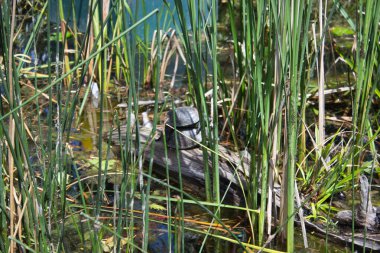 Sakin bir gölette uzun yeşil kamışlarla çevrili bir ağaç parçasının üzerinde dinlenen bir kaplumbağa. Doğal doğa manzarası vahşi hayatı doğal ortamında gösteriyor..