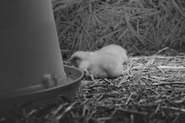 Two baby chicks sleeping on straw bedding next to a feeder, captured in a cozy indoor environment with soft lighting in black and white. clipart