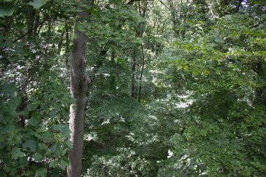 Canlı yeşil tonlarda yoğun yeşilliklerin yer aldığı yemyeşil bir orman sahnesi dokunulmamış doğanın ve ormanlık alanların güzelliğini gözler önüne seriyor..