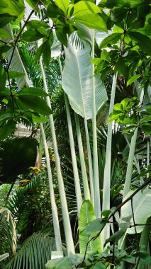 Parlak bir sera ortamında yemyeşil yaprakları olan uzun tropikal bitkilerin yakın görüntüsü. Yaprakların arasından süzülen güneş ışığı sıcaklık ekler..