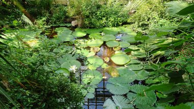 Nilüferlerin yüzdüğü ve doğal ışığı yansıtan canlı yeşilliklerle çevrili sakin bir gölet. Huzurlu ve ferahlatıcı bir doğa sahnesi.