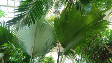 Cam çatı altında parlak yeşil palmiye yaprakları, güneş ışığıyla aydınlatılır. Doğal dokuların ve canlı yeşilliğin yakın görüntüsü.
