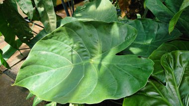 Detaylı damarları olan canlı bir tropikal yaprak, güneş ışığı altında yakalanır. Botanik ve doğa temaları için mükemmel bir görüntü..