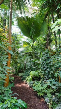 Canlı ve yoğun yeşilliklerle dolu tropikal bir bahçede dolambaçlı sakin bir patika. Güneş ışığı uzun palmiyeler ve egzotik bitkilerin arasından süzülür..