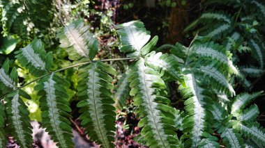 Yeşil eğreltiotu yapraklarına yakın çekim. Karmaşık detaylar ve doğal güneş ışığı. Dokularını vurguluyor ve yeni, botanik bir atmosfer yaratıyor.