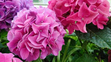 Canlı pembe ve mor ortanca çiçekleri, güneşli bir bahçe ortamında yeşil yapraklarla çevrili. Çiçek ve botanik temalar için mükemmel