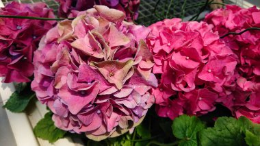 Parlak ve renkli ortanca çiçekleri doğal bir bahçe ortamında çiçek açıyor, canlı pembe, kırmızı ve yeşil renklerini zengin dokularla sergiliyorlar..