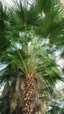 Parlak bir seranın içinde yemyeşil yaprakları olan uzun bir palmiye ağacı. Güneş ışığı cam tavanda parlıyor ve tropik bir atmosfer yaratıyor..