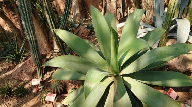 Doğal güneş ışığı altındaki kayalık bir bahçede kaktüs ve çöl bitkileriyle çevrili, kuraklığa dayanıklı bitki örtüsünün yakın görüntüsü..