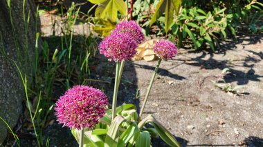 Canlı mor Allison çiçekleri, güneşli bir günde, yeşil yapraklı doğal bir bahçeyle çevrili..