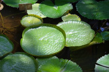 Parlak yeşil nilüferler, sakin su üzerinde, doğal güneş ışığıyla aydınlatılmış, karmaşık dokular ve yansımalar sergiliyor..