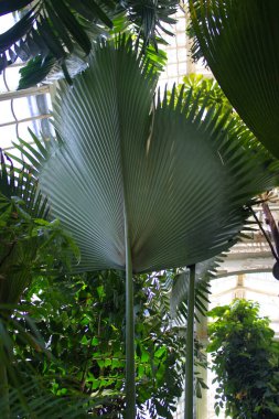 Sera tavanına doğru uzanan geniş tropikal palmiye yaprakları yemyeşil yapraklarla çevrili ve yumuşak doğal ışıkla aydınlatılıyor..