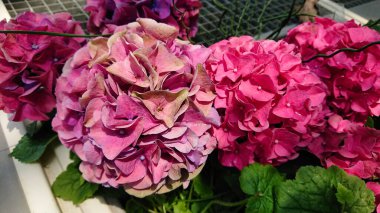 Parlak ve renkli ortanca çiçekleri doğal bir bahçe ortamında çiçek açıyor, canlı pembe, kırmızı ve yeşil renklerini zengin dokularla sergiliyorlar..