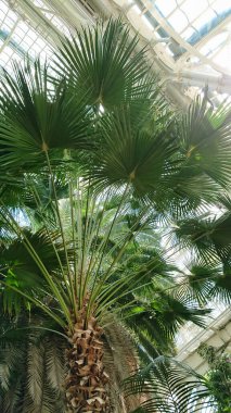 Parlak bir seranın içinde yemyeşil yaprakları olan uzun bir palmiye ağacı. Güneş ışığı cam tavanda parlıyor ve tropik bir atmosfer yaratıyor..