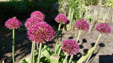Canlı mor Allison çiçekleri, güneşli bir günde, yeşil yapraklı doğal bir bahçeyle çevrili..
