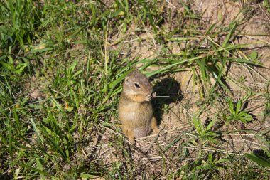 Ayakta duran küçük bir sincap, yeşil çimlerin ve doğal çevrenin ortasında, güneşli bir açık havada yiyecek kemiriyor..