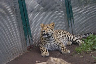 A leopard lying in a zoo enclosure, surrounded by green vegetation and metallic fencing, showcasing its spotted fur pattern. clipart