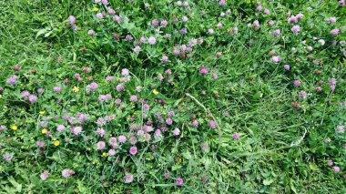 Canlı mor yoncalar ve yeşil otlarla dolu doğal bir çayır, küçük sarı çiçeklerle süslenmiş, doğal güneş ışığı altında..