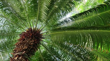 Tabanından görünen yemyeşil bir palmiye ağacı yapraklarının ve dokulu gövdesinin karmaşık detaylarını gözler önüne seriyor, güneş ışığıyla yıkanmış..