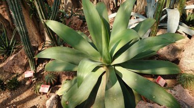 Doğal güneş ışığı altındaki kayalık bir bahçede kaktüs ve çöl bitkileriyle çevrili, kuraklığa dayanıklı bitki örtüsünün yakın görüntüsü..