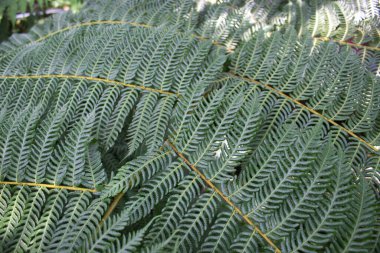 Eğreltiotu yapraklarının üst üste binmesi, karmaşık desenler ve dokular sergiliyor. Doğal güzelliği ve botanik detayları canlı yeşil tonlarda yakalar..