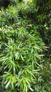 Uzun, ince yapraklı, doğal ışığa yakalanmış canlı yeşil yaprakların yakın görüntüsü. Botanik veya doğa teması için mükemmel..