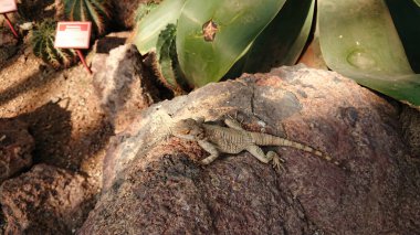 A small brown lizard basking on a textured rock, surrounded by desert vegetation with a natural sunny environment. clipart