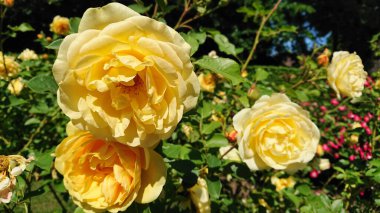Ilık güneş ışığıyla yıkanmış canlı sarı güllerden oluşan bir küme. Yumuşak yapraklar ve yemyeşil yapraklar güzel bir bahçe manzarası yaratır..