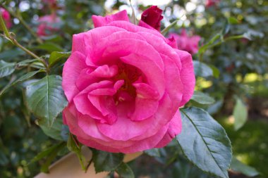 Yumuşak yapraklar ve yeşil yapraklarla çiçeklenmiş narin pembe bir gül. Arka planda bulanık bir bahçeyle gün ışığında yakalanmış..