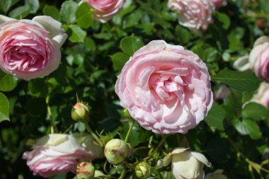 Gül tomurcukları ve yeşil yapraklarla çevrili narin pembe bir gül. Canlı bir bahçede, güneş ışığıyla aydınlatılıyor..