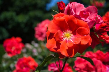 Bulanık çiçek arkaplanına karşı canlı kırmızı bir gül. Güneş ışığı onun hassas yapraklarını ve karmaşık ayrıntılarını vurgular.