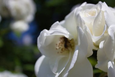 Çiçek açan beyaz güllere yakın plan, bir çiçeğin içinde bir arı, gün ışığında fotoğraflanmış..
