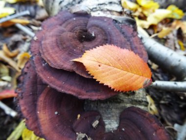 Ormanda doğal koşullarda toplanan mantarlar, arka plan görüntüsü