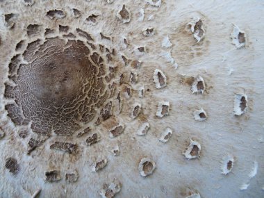 Ormanda doğal koşullarda toplanan mantarlar, arka plan görüntüsü