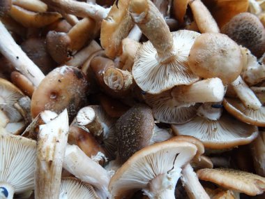 Ormanda doğal koşullarda toplanan mantarlar, arka plan görüntüsü