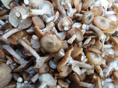 Ormanda doğal koşullarda toplanan mantarlar, arka plan görüntüsü