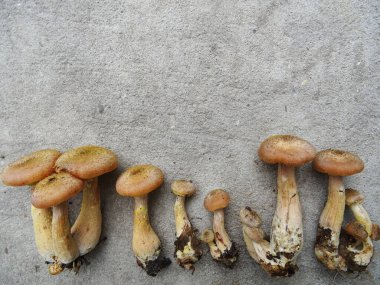 Ormanda doğal koşullarda toplanan mantarlar, arka plan görüntüsü