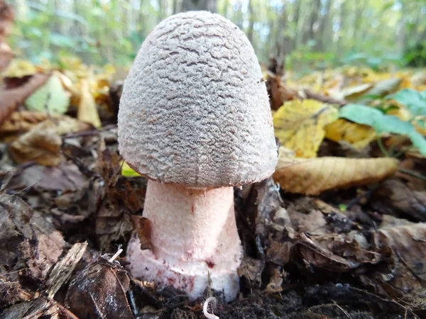 Funghi Raccolti Nella Foresta Condizioni Naturali Immagine Sfondo — Foto Stock