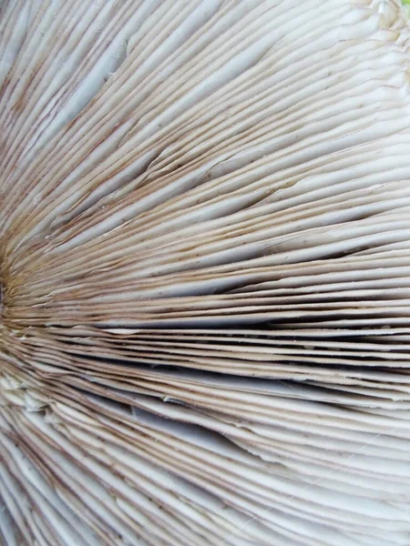 Gesammelte Pilze Wald Unter Natürlichen Bedingungen Hintergrundbild — Stockfoto