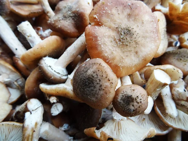 stock image Collected mushrooms in the forest in natural conditions, background image