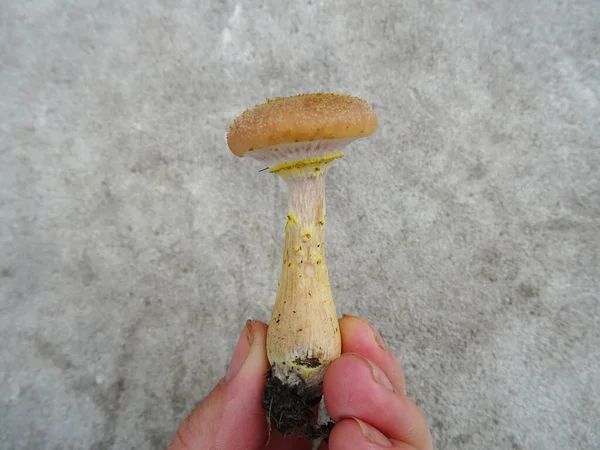 Cogumelos Coletados Floresta Condições Naturais Imagem Fundo — Fotografia de Stock