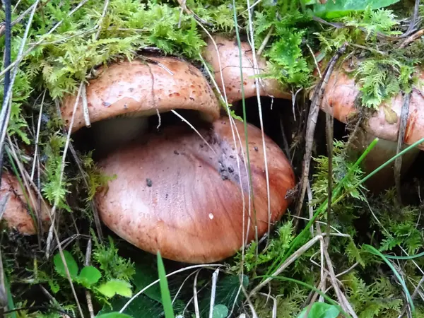 自然条件下森林中采集的蘑菇 背景图像 — 图库照片