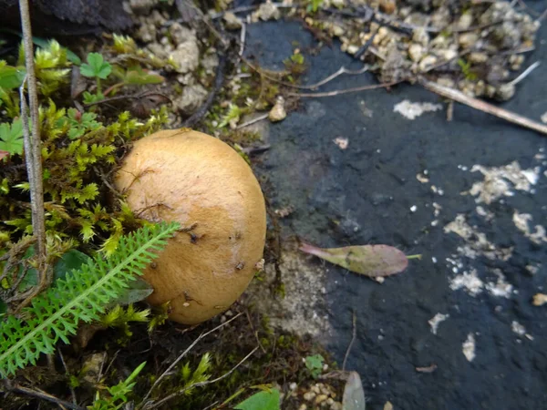 Gesammelte Pilze Wald Unter Natürlichen Bedingungen Hintergrundbild — Stockfoto