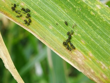 Doğal koşullarda mısır haşereleri, Aphidoidea yakın plan
