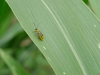 Diabrotica is a pest in corn fields in the natural environment